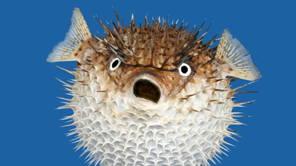 Profile picture for user PUFFERFISH